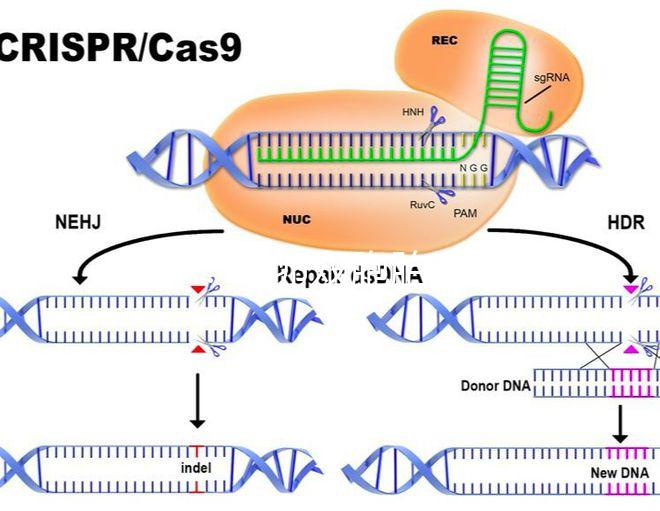 科普:同卵雙胞胎發生概率堪比中彩票
