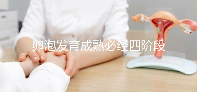 卵泡發(fā)育成熟必經(jīng)四階段,不同時期都可能出現(xiàn)閉鎖卵泡