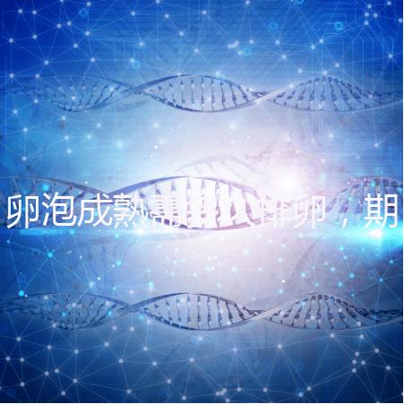 卵泡成熟需多久排卵，期間如何護(hù)理可提高受孕率