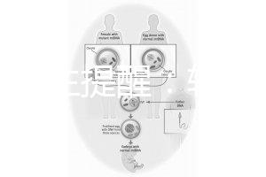 兒科醫生提醒：輪狀疫苗有不良反應，輕微表現持續時間短