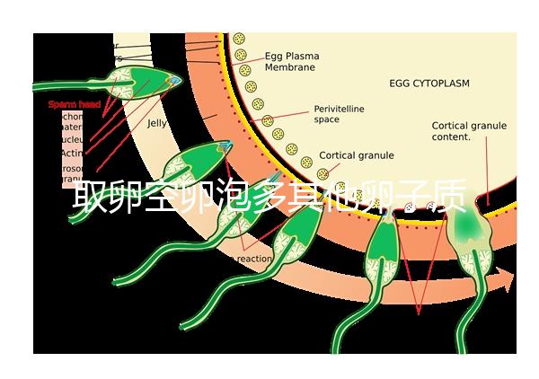 取卵空卵泡多其他卵子質(zhì)量好不好說，多方面衡量準(zhǔn)確