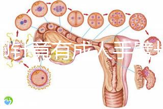 取卵針竟有成人手臂長短!沒那么夸張,6種型號規格不同