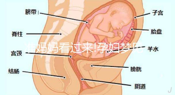 準媽媽看過來!孕婦夢見兔子的7情形胎夢寓意解讀