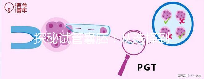 探秘試管囊胚:從選擇到期待的奇跡之旅
