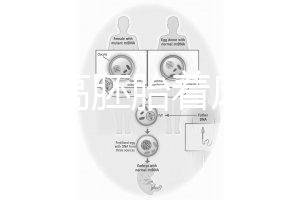 怎么提高胚胎著床率？答案是PGT加上第三代試管(PGD/PGS)