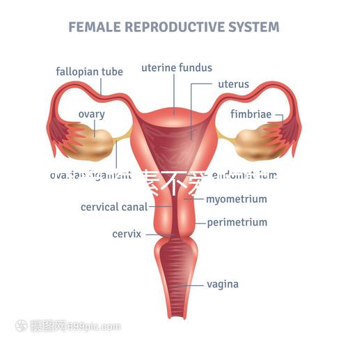 懷孕愛吃素不愛吃肉多半是女兒?幾率究竟多大進來一看便知