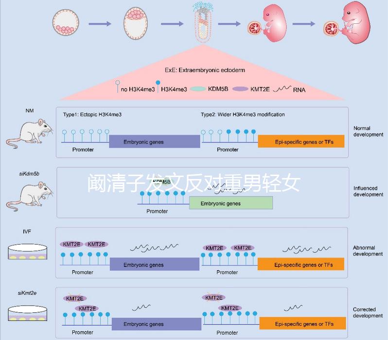 闞清子發文反對重男輕女，網友：都2024了還有這種思想
