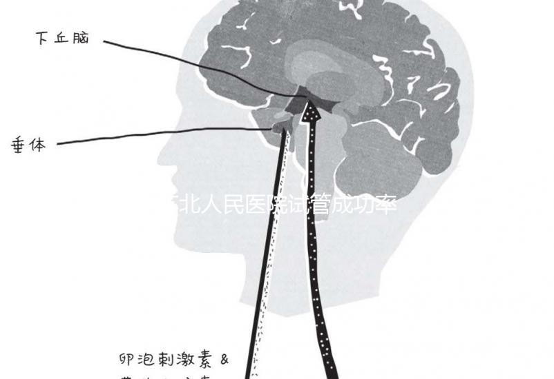蘇北人民醫(yī)院試管成功率首次公開!3大案例分享助孕體驗