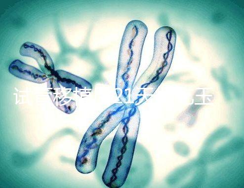 試管移植后21天能吃玉米嗎？孕婦多吃能減少便秘？