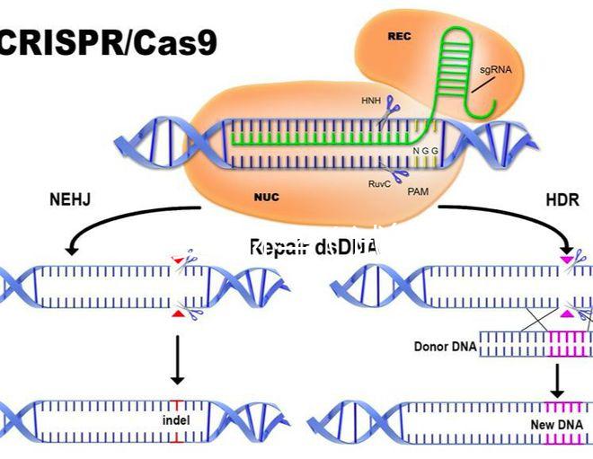 試管嬰兒懷孕（試管嬰兒懷孕時間怎么計算）