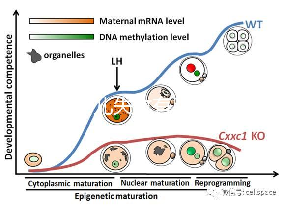 試管嬰兒失敗有黑幕？泰國杰特寧醫(yī)院騙局是謠言還是欺騙？