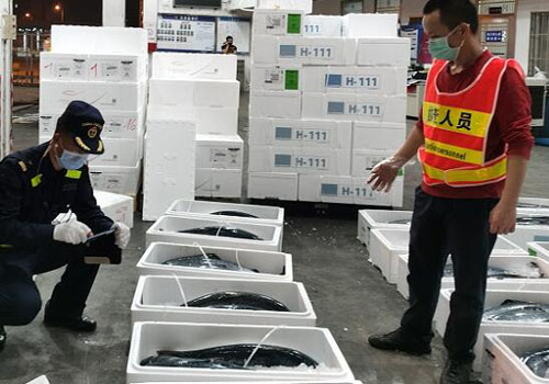 隨到隨報、隨到隨檢，海關助推進口水產品實現秒通關